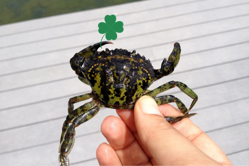 Green crab holding a fake shamrock that was photoshopped onto the image.