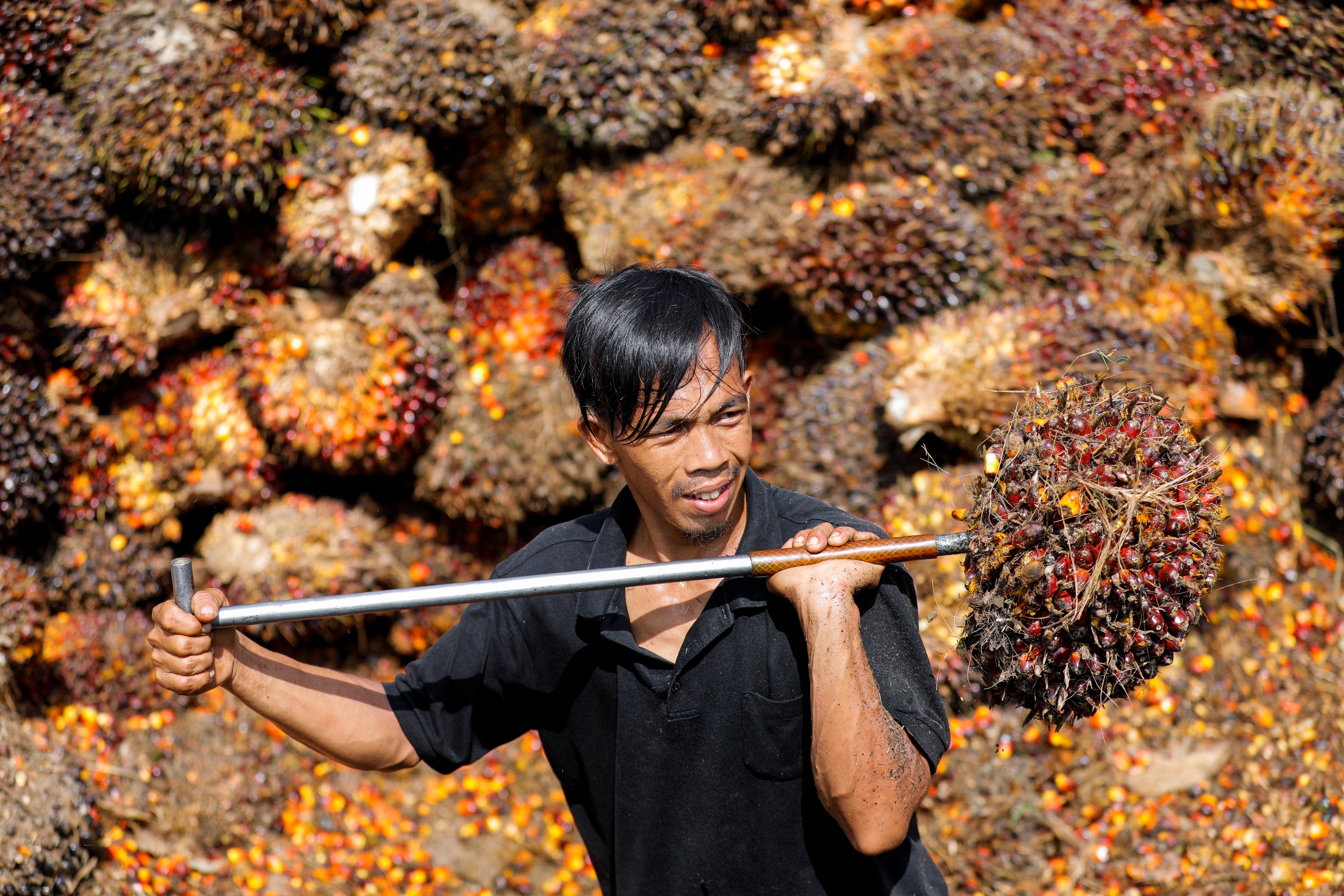 On April 27, 2022, a worker moves palm oil fresh fruit bunches that will be transported from the collector site to factories in Pekanbaru, Indonesia. Photo: Reuters