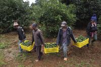 Kenyan farmers harvest avocados