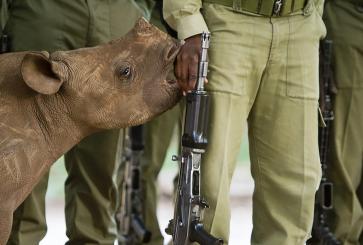 Orphan Black Rhino in Gonarezhou National Park with scout rangers holding weapons.