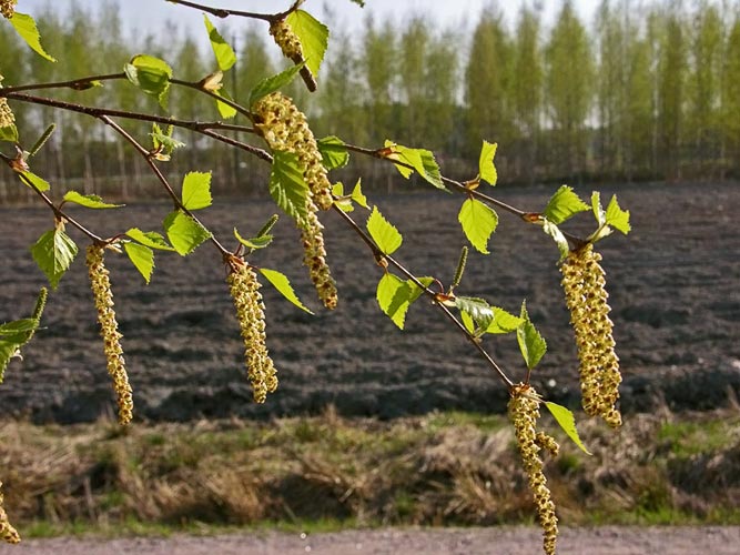 A close-up of silver birch leaves and catkins with a field in the background.