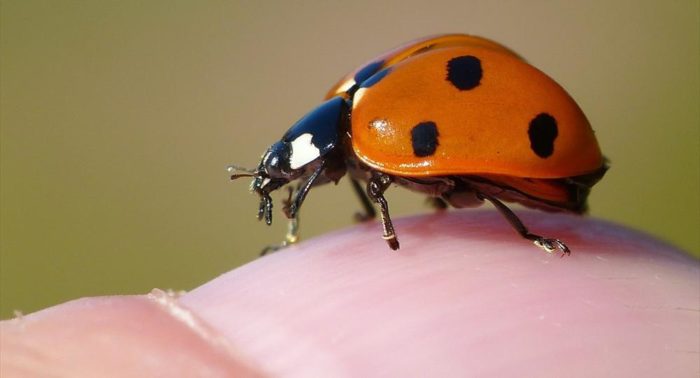 A close-up of a ladybug on a finger.