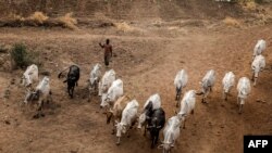 FILE - Pastoralists graze their cattle near some farms in the outskirts of Sokoto, Sokoto state, Nigeria, April 22, 2019. Reports suggest conflict between Fulani herders and Hausa farmers plays a role in the recent surge in violence in northwest Nigeria.