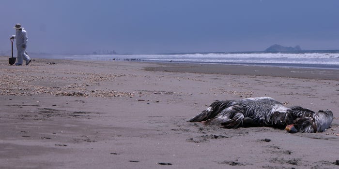 A dead pelican on the beach in Lima, Peru on December 7, 2022.