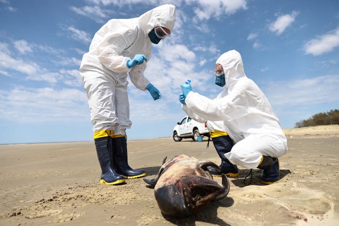 two people in white biohazard suits with masks and goggles handle a vial on a beach next to a dead porpoise