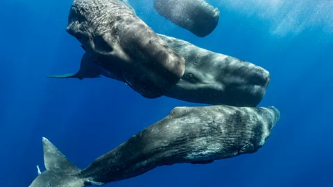 A family of sperm whales (Credit: Amanda Cotton/Project Ceti)