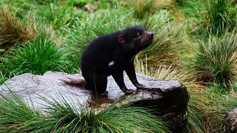 Getty Images Tasmanian devils are just one of the native Australian species you'll encounter at Cradle Mountain – Lake St Clair National Park (Credit: Getty Images)