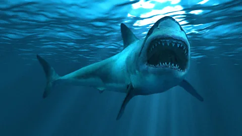 Getty Images Forget human error: engineers have to take measures to protect undersea cables from shark attacks (Credit: Getty Images)