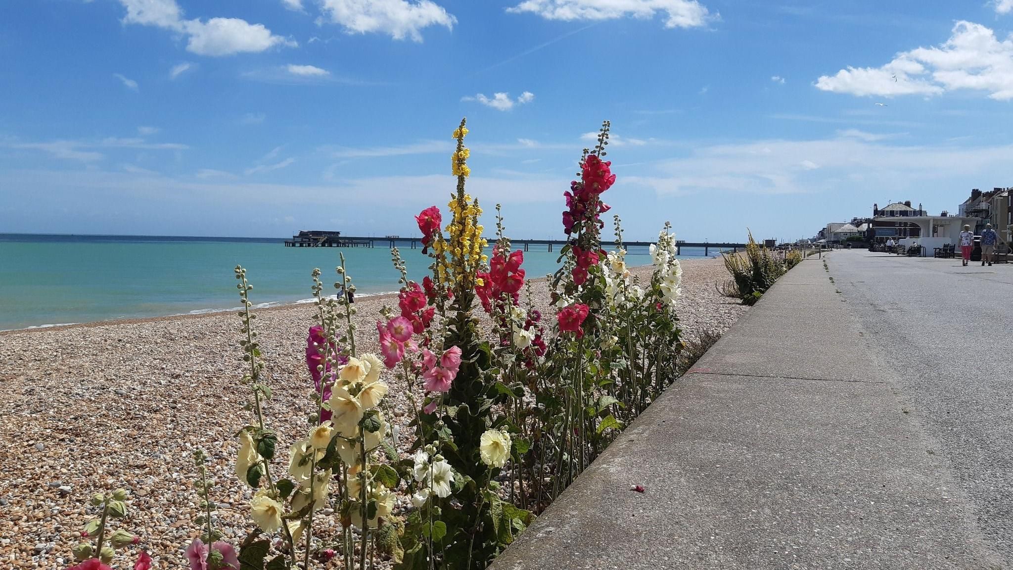 Flowers between a walkway and a pebbled beach, under a clear blue sky, with on a few whispy clouds