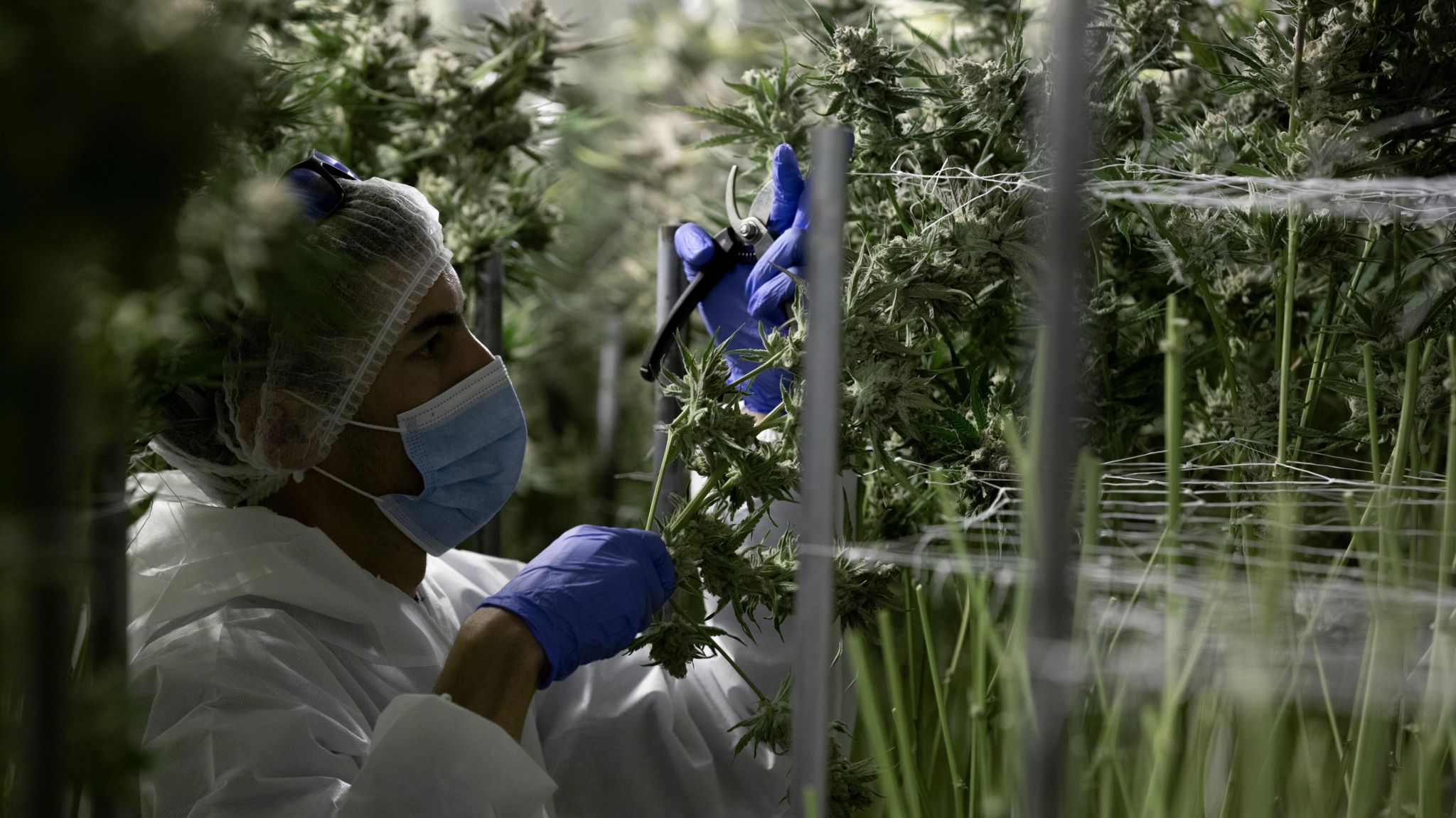 Lab worker harvests cannabis plant