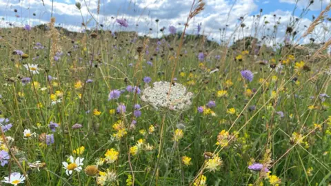 SUNDAY - A wild flower meadow at Maidenhead thicket. The foreground is full of bright yellow and purple flowers and tall stems of grass. On the horizon you can see the top of green trees and overhead the sunny sky is blue