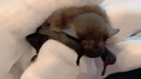 A baby bat is held by a person wearing white gloves.