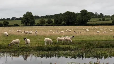 A field of sheep - with a body of water running through the front of the picture and trees on the horizon