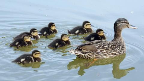 A mallard duck with her ducklings in a pond