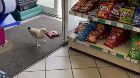A seagull can be seen with a packet of crisps in his beak in a store