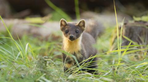A small pine marten stands in the grass looking directly at the camera