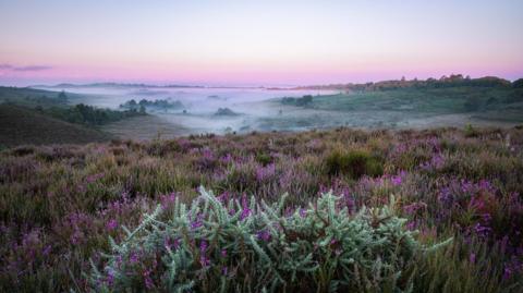 Purple flowers and a purple graduated sky dominate this morning mist picture of a wide sweep across a New Forest landscape