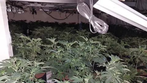 A dark room containing hundreds of green cannabis plants in black pits. hanging from the ceiling are wires