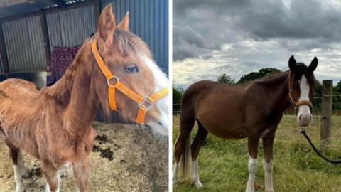 On the left is a severely malnourished and ill looking picture of Philo - the horse is like a bag of bones. On the right is a much healthier looking Philo in a nice green field.