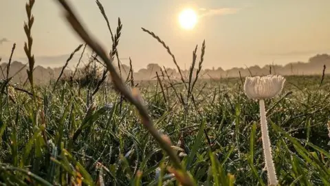 Lucie Johnson A close up of grass in a field covered with mist with a hazy sun in the sky