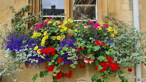 SATURDAY - A window box full of red, purple and yellow flowers against a yellow stone wall in Oxford. There is a window behind with reflections of the houses opposite.