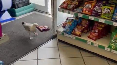 A seagull can be seen with a packet of crisps in his beak in a store