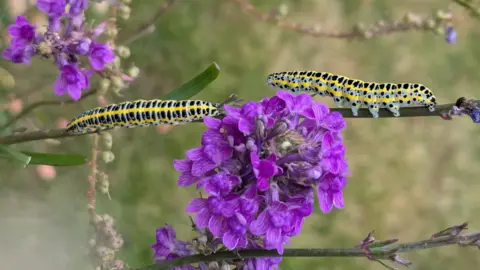 SUNDAY - Two yellow and black caterpillars crawl along the stem of a flower in Woodley. There is a large bright purple flower in the centre of the picture with one caterpillar each side. Behind is a soft focus green plant background.