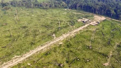ANTONIO SCORZA Deforestation (Getty Images)