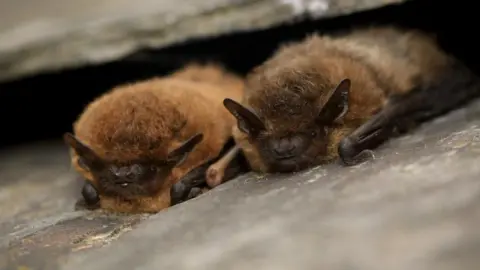 Tom Marshall Two common pipistrelle bats on a stone ledge