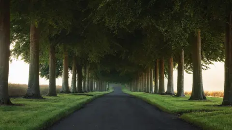 Hang Ross An avenue of tall beech trees disappear into the distance either side of a tarmac road with grass verges and a hint of the bright sunshine beyond the tree canopy which shelters the entire road
