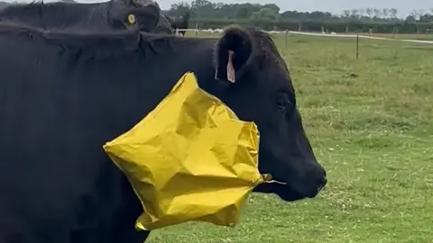 A black cow with a yellow star-shaped balloon in its mouth