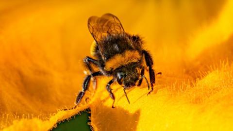 The wildlife corridors are aimed at helping bees