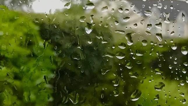 Rain on a window with lots of green shrubs behind