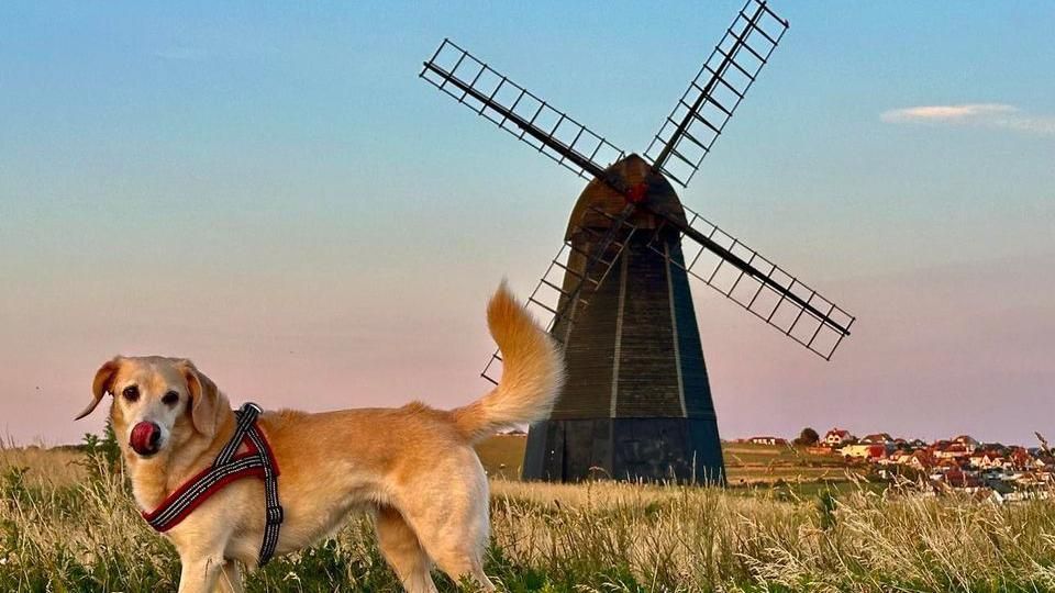 A golden retriever in a grassy field in front of a windmill, with a town in the background and slightly pink skies