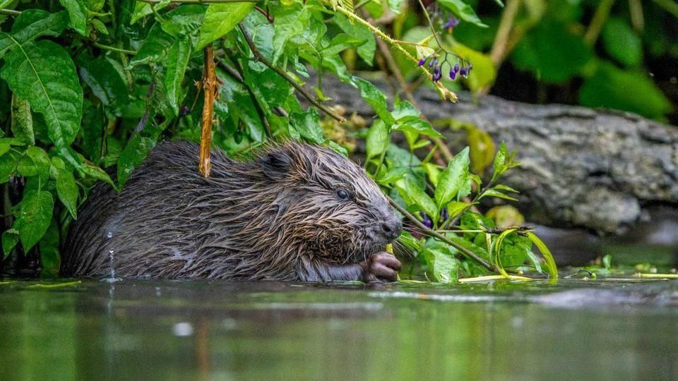 A beaver at the water's edge, with greenery and a fallen log behind it