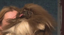 'Wild Thang' crowned 'World's Ugliest Dog' in Petaluma