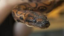 Boa thought to be male gives birth to 14 snakes by extremely rare virgin birth phenomenon