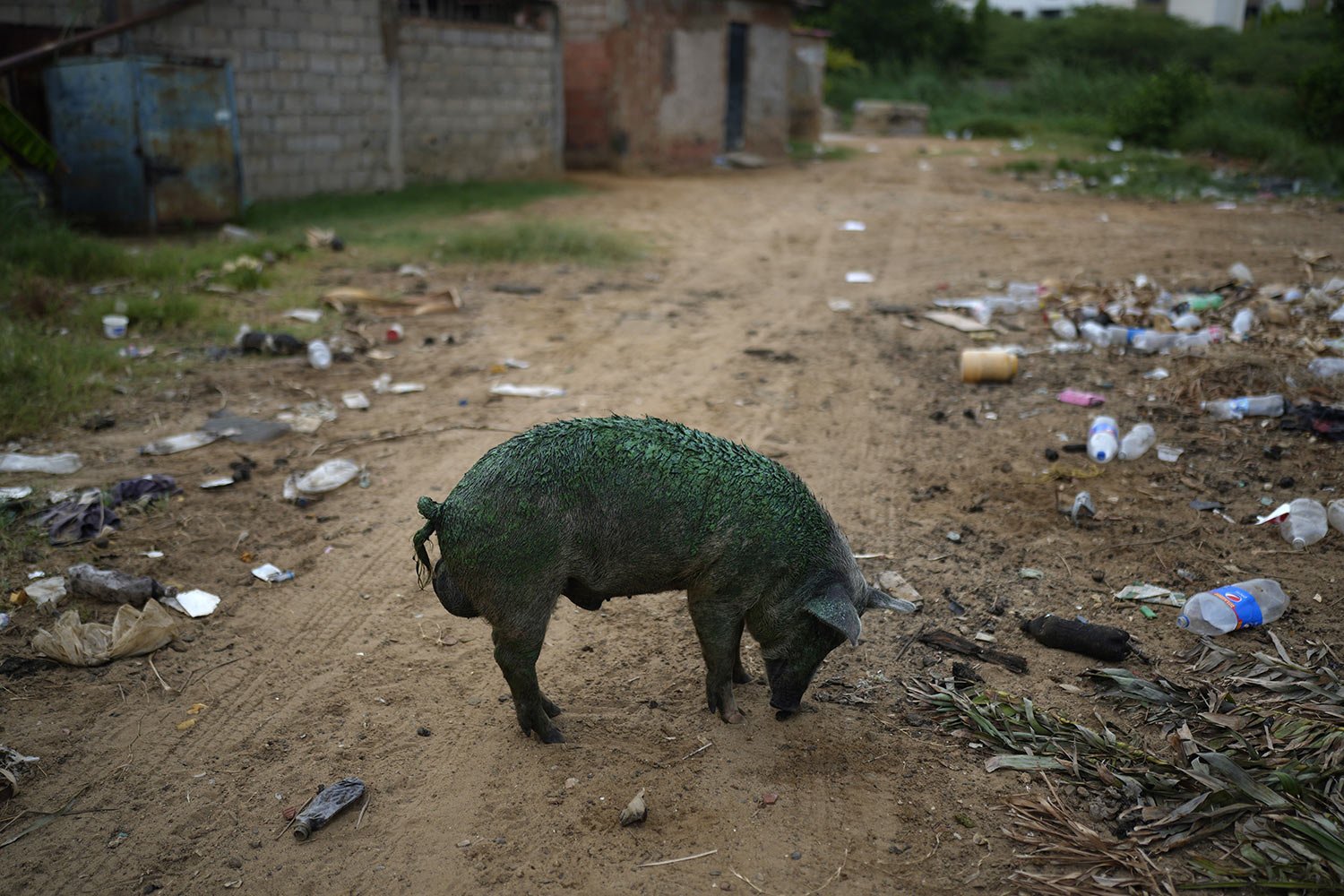  A pig, coated with a thick greenish film that grows on Lake Maracaibo, sniffs the ground while foraging near the lake's shore in Maracaibo, Venezuela, Aug. 10, 2023. (AP Photo/Ariana Cubillos) 