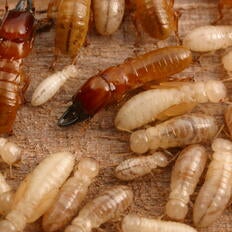 termites