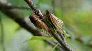 Two cicadas sit across from each other on a tree branch.