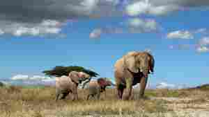 An elephant walks with calves in Kenya