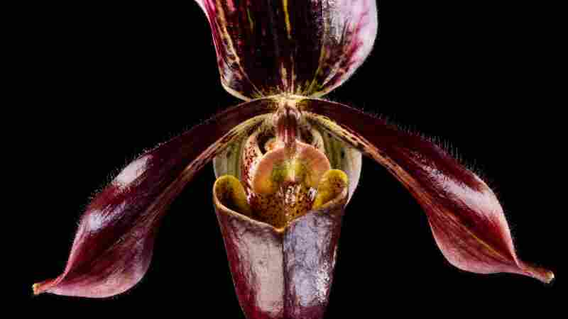 A slipper orchid clonal hybrid known as Paphiopedilum Saint Albans 