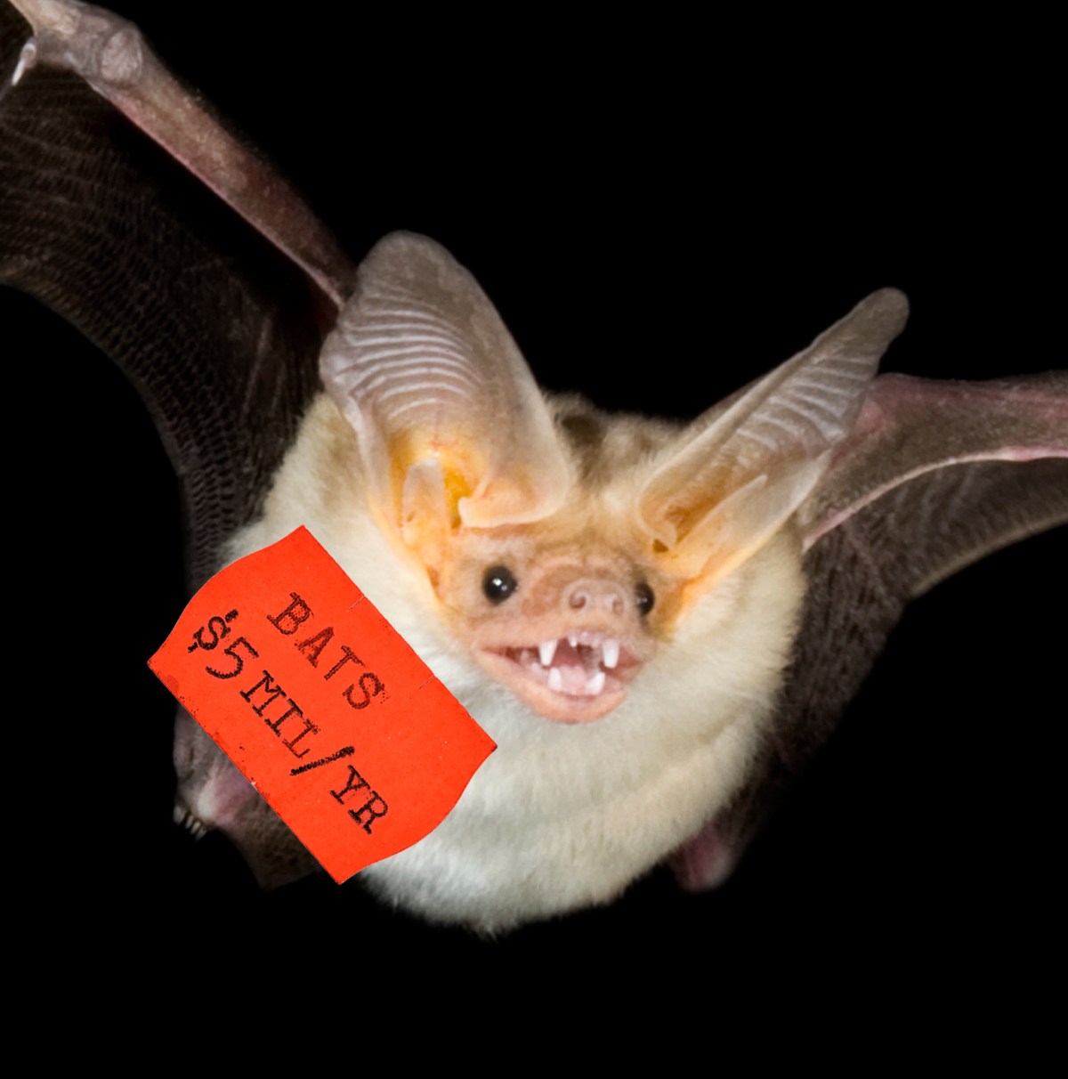 What’s a wild bat worth to you? This economist is asking.
