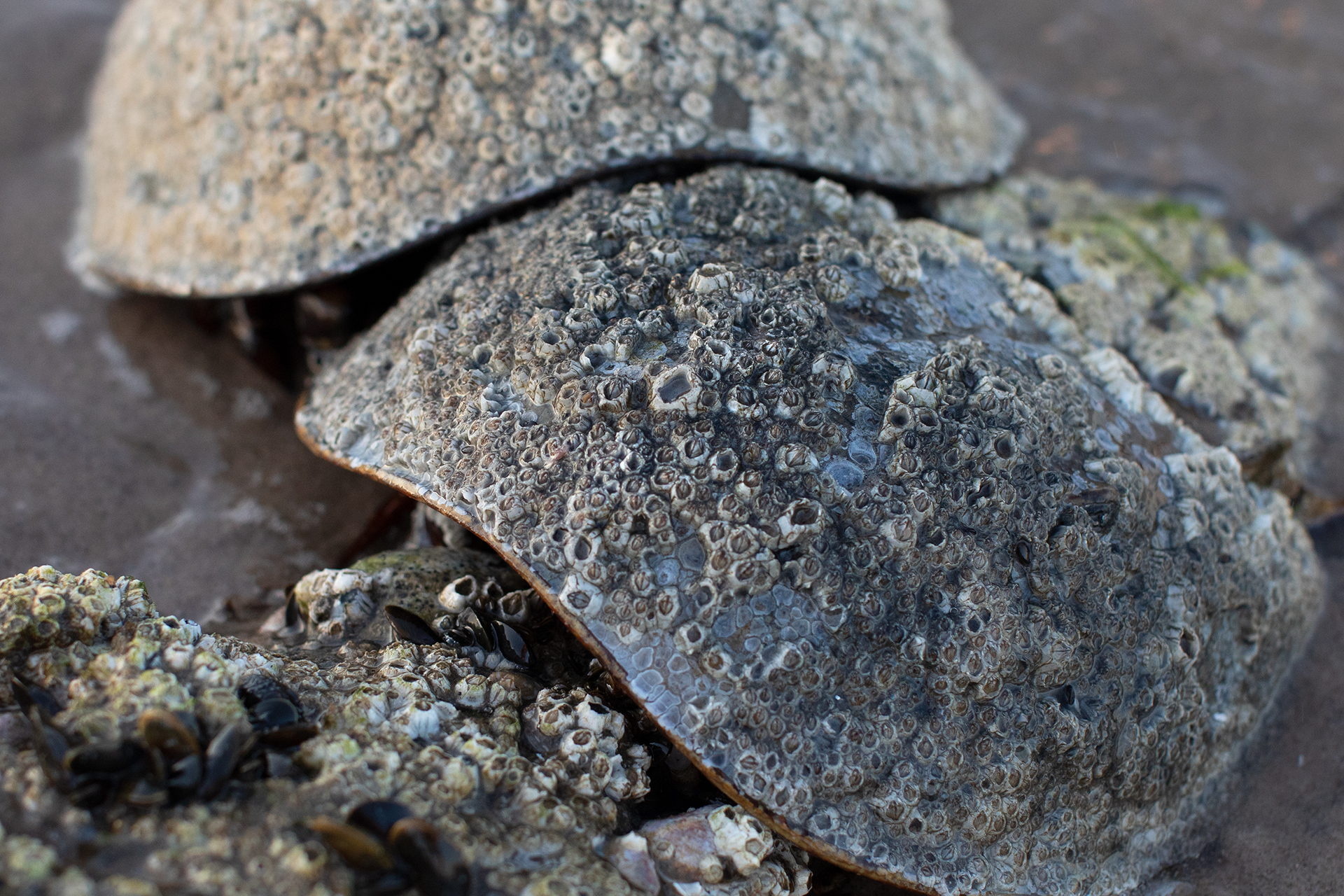 A close up view of horseshoe crabs that reveals they're covered in barnacles and other small creatures.