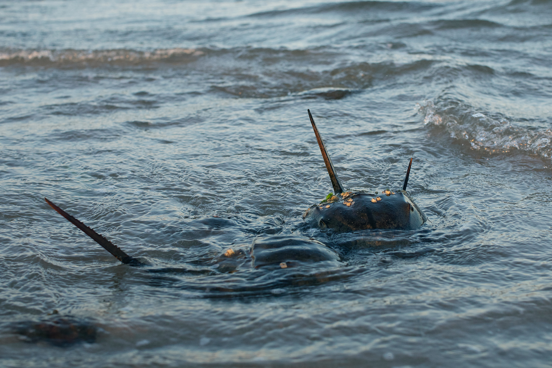 A few horseshoe crabs swimming with their tail spines pointing out of the water.