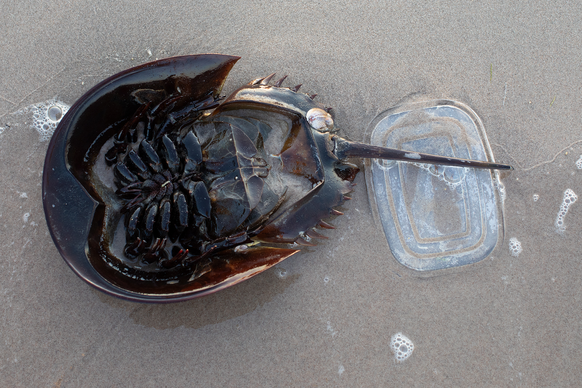 A dead horseshoe crab upside down on the beach next to the top of a plastic container.