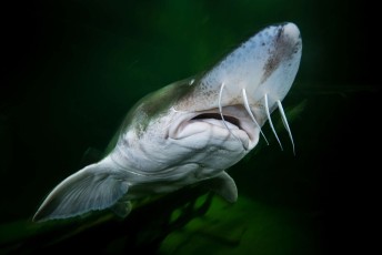 Beluga or European sturgeon (Huso huso), heavily fished for the female's valuable roe —known as beluga caviar— the beluga is a huge and late-maturing fish that can live for 118 years, but is critically endangered