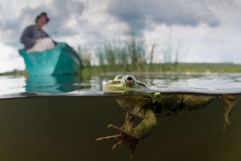 Pool frog (Pelophylax lessonae) is very similar in appearance to the closely related edible frog and marsh frog – these three species are often referred to as "green frogs"
