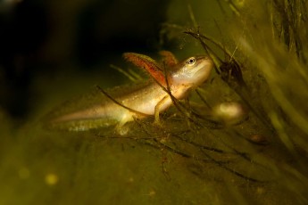 A minute smooth newt (Lissotriton vulgaris) in its larva stage – the gills are still on the outside of the body making it look a bit like a 20 mm long dinosaur