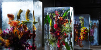 How Do You Preserve Stunning Flowers That Die Fast? Huge Blocks of Ice